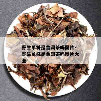 野生单株是普洱茶吗图片-野生单株是普洱茶吗图片大全