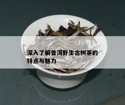 深入了解普洱野生古树茶的特点与魅力