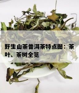 野生山茶普洱茶特点图：茶叶、茶树全览