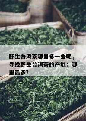 野生普洱茶哪里多一些呢，寻找野生普洱茶的产地：哪里最多？