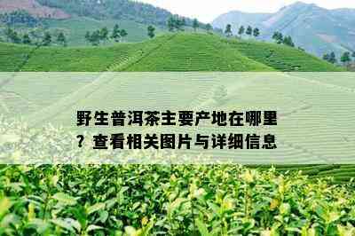 野生普洱茶主要产地在哪里？查看相关图片与详细信息