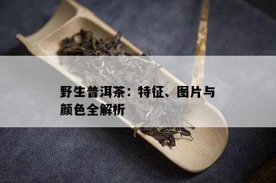 野生普洱茶：特征、图片与颜色全解析