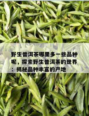 野生普洱茶哪里多一些品种呢，探索野生普洱茶的世界：揭秘品种丰富的产地