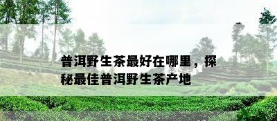 普洱野生茶更好在哪里，探秘更佳普洱野生茶产地