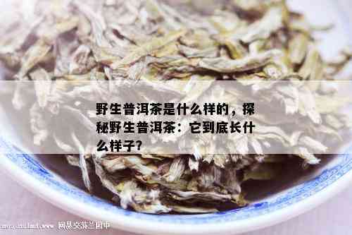 野生普洱茶是什么样的，探秘野生普洱茶：它到底长什么样子？