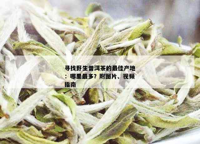 寻找野生普洱茶的更佳产地：哪里最多？附图片、视频指南