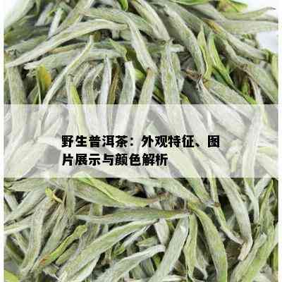 野生普洱茶：外观特征、图片展示与颜色解析