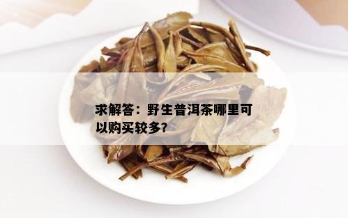 求解答：野生普洱茶哪里可以购买较多？