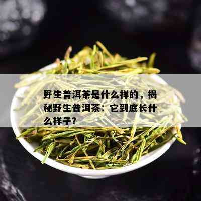 野生普洱茶是什么样的，揭秘野生普洱茶：它到底长什么样子？