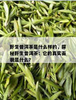 野生普洱茶是什么样的，探秘野生普洱茶：它的真实面貌是什么？