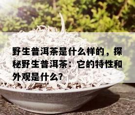 野生普洱茶是什么样的，探秘野生普洱茶：它的特性和外观是什么？