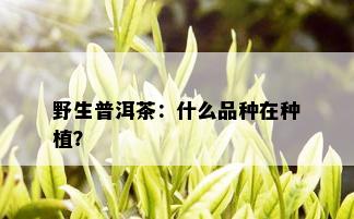 野生普洱茶：什么品种在种植？