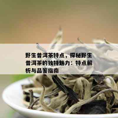 野生普洱茶特点，探秘野生普洱茶的独特魅力：特点解析与品鉴指南