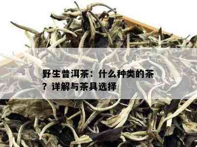 野生普洱茶：什么种类的茶？详解与茶具选择