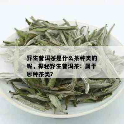 野生普洱茶是什么茶种类的呢，探秘野生普洱茶：属于哪种茶类？