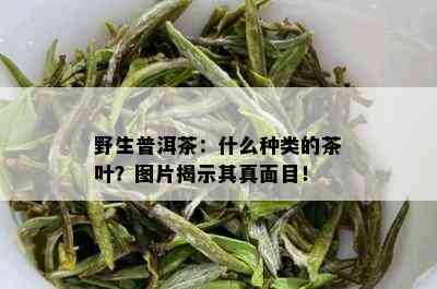 野生普洱茶：什么种类的茶叶？图片揭示其真面目！