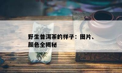 野生普洱茶的样子：图片、颜色全揭秘