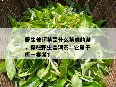 野生普洱茶是什么茶类的茶，探秘野生普洱茶：它属于哪一类茶？