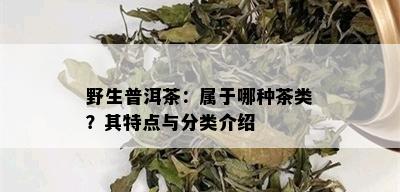 野生普洱茶：属于哪种茶类？其特点与分类介绍