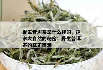 野生普洱茶是什么样的，探索大自然的秘密：野生普洱茶的真正面貌