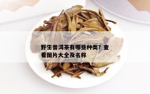 野生普洱茶有哪些种类？查看图片大全及名称