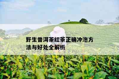 野生普洱茶红茶正确冲泡方法与好处全解析