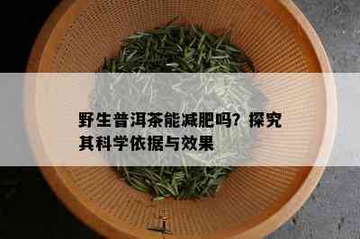 野生普洱茶能减肥吗？探究其科学依据与效果