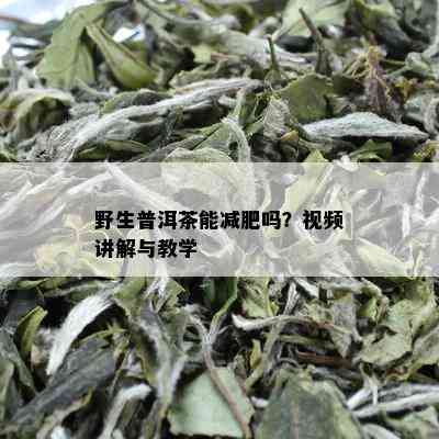 野生普洱茶能减肥吗？视频讲解与教学