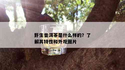 野生普洱茶是什么样的？了解其特性和外观图片