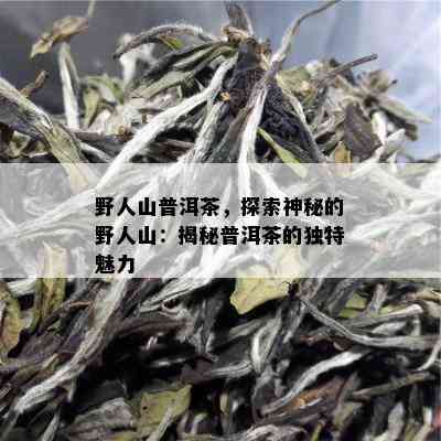 野人山普洱茶，探索神秘的野人山：揭秘普洱茶的独特魅力