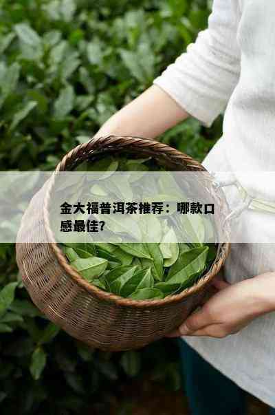 金大福普洱茶推荐：哪款口感更佳？