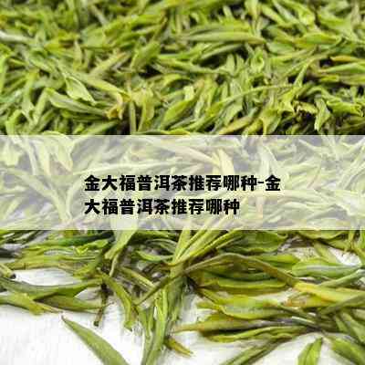 金大福普洱茶推荐哪种-金大福普洱茶推荐哪种