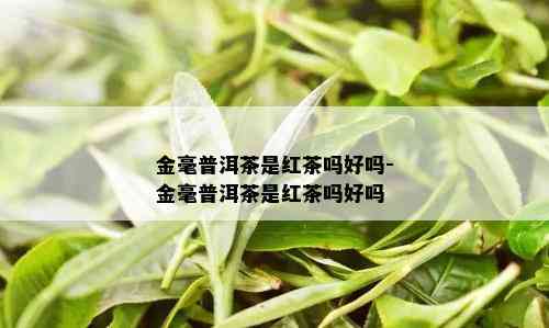 金毫普洱茶是红茶吗好吗-金毫普洱茶是红茶吗好吗