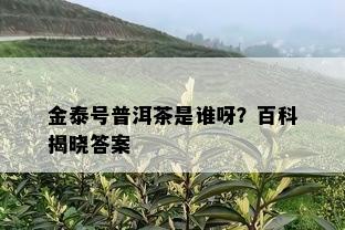 金泰号普洱茶是谁呀？百科揭晓答案