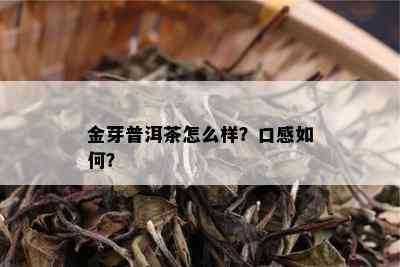 金芽普洱茶怎么样？口感如何？