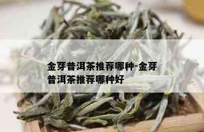 金芽普洱茶推荐哪种-金芽普洱茶推荐哪种好