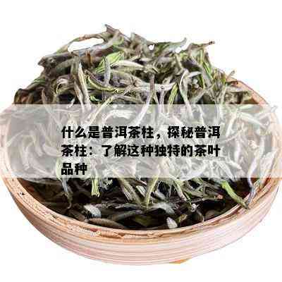 什么是普洱茶柱，探秘普洱茶柱：了解这种独特的茶叶品种