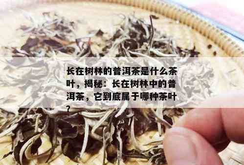 长在树林的普洱茶是什么茶叶，揭秘：长在树林中的普洱茶，它到底属于哪种茶叶？