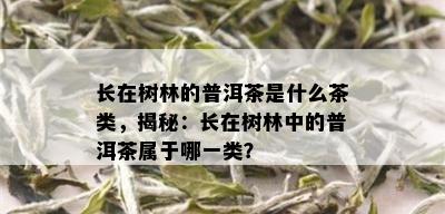 长在树林的普洱茶是什么茶类，揭秘：长在树林中的普洱茶属于哪一类？