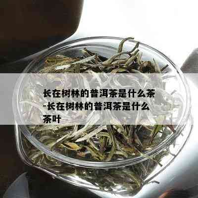 长在树林的普洱茶是什么茶-长在树林的普洱茶是什么茶叶