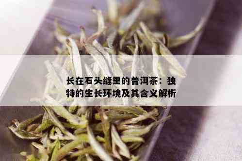 长在石头缝里的普洱茶：独特的生长环境及其含义解析