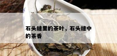 石头缝里的茶叶，石头缝中的茶香