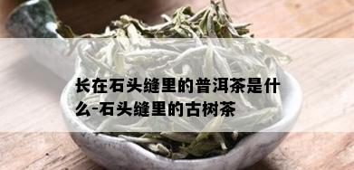 长在石头缝里的普洱茶是什么-石头缝里的古树茶