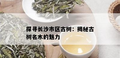 探寻长沙市区古树：揭秘古树名木的魅力