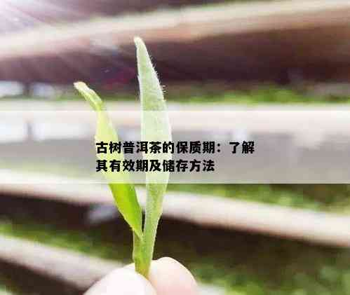 古树普洱茶的保质期：了解其有效期及储存方法