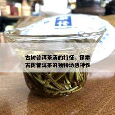 古树普洱茶汤的特征，探索古树普洱茶的独特汤感特性