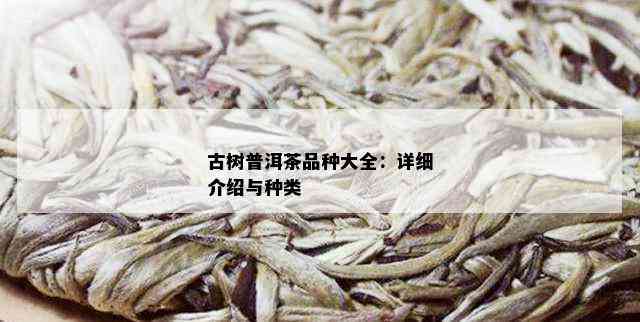 古树普洱茶品种大全：详细介绍与种类