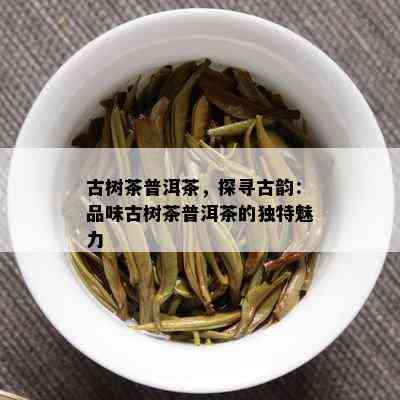 古树茶普洱茶，探寻古韵：品味古树茶普洱茶的独特魅力