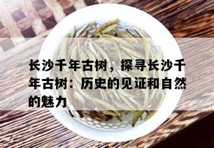 长沙千年古树，探寻长沙千年古树：历史的见证和自然的魅力