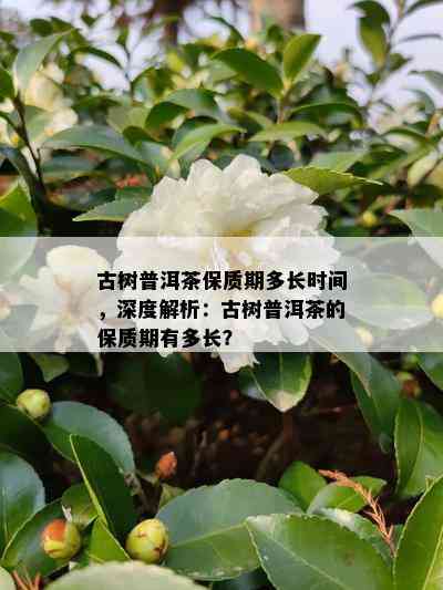 古树普洱茶保质期多长时间，深度解析：古树普洱茶的保质期有多长？